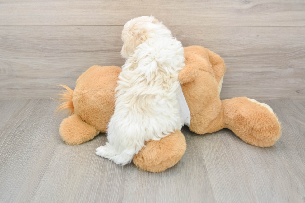 Playful Maltidoodle Poodle Mix Puppy