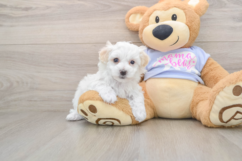 Best Maltipoo Baby