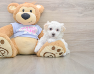 9 week old Maltipoo Puppy For Sale - Florida Fur Babies