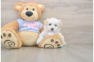 Popular Maltipoo Poodle Mix Pup