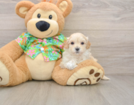 8 week old Maltipoo Puppy For Sale - Florida Fur Babies