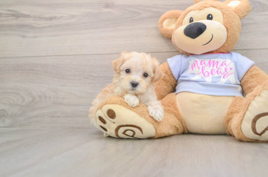 Little Maltepoo Poodle Mix Puppy
