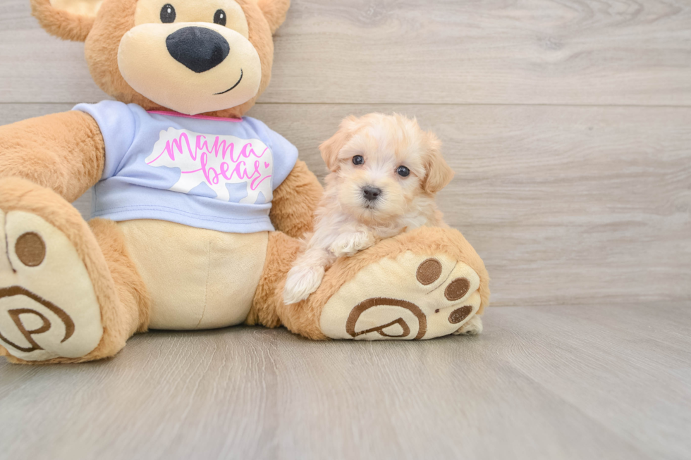Best Maltipoo Baby