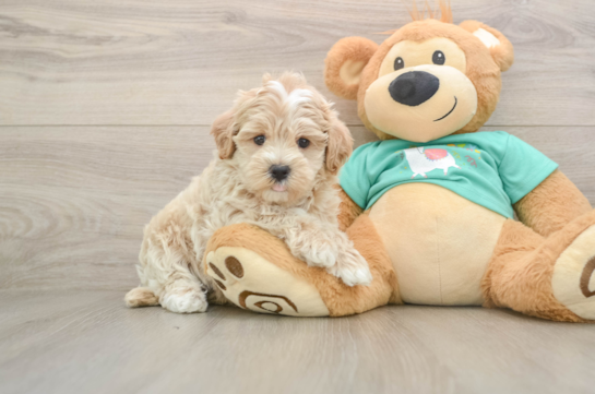 Happy Maltipoo Baby