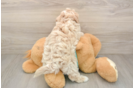 Best Maltipoo Baby