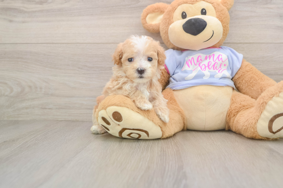 Maltipoo Puppy for Adoption