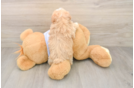 Maltipoo Puppy for Adoption