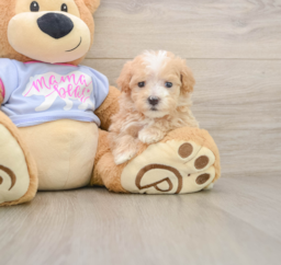 6 week old Maltipoo Puppy For Sale - Florida Fur Babies