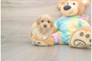 Petite Maltipoo Poodle Mix Pup