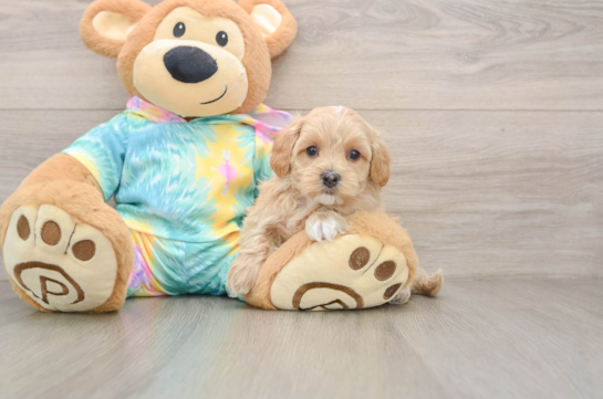 Maltipoo Pup Being Cute