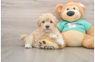 Maltipoo Pup Being Cute