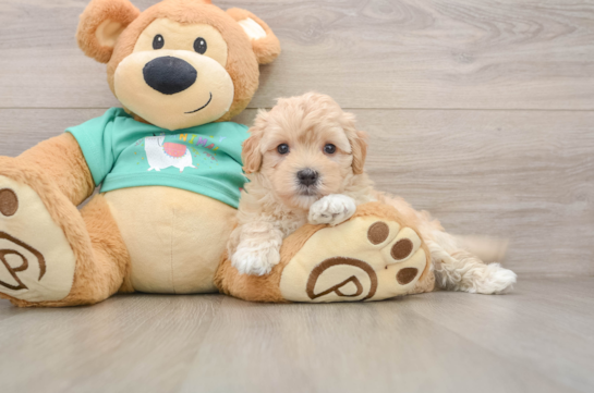 Maltipoo Pup Being Cute