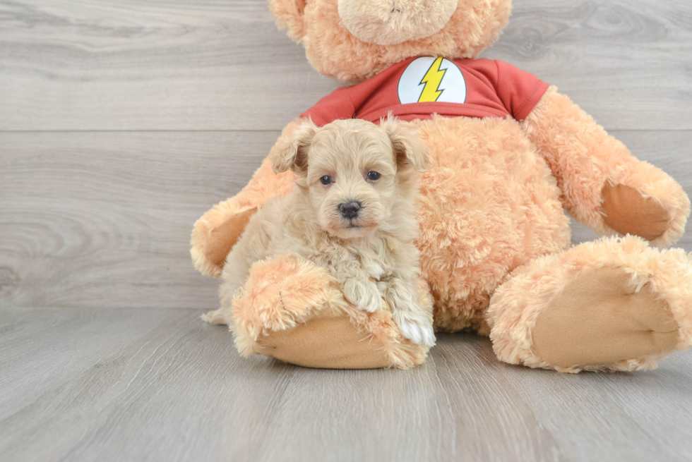 Maltipoo Puppy for Adoption