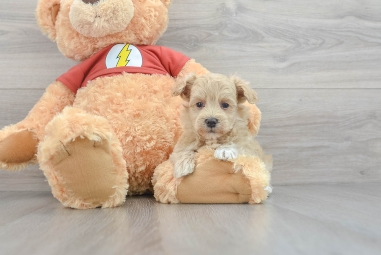 Best Maltipoo Baby
