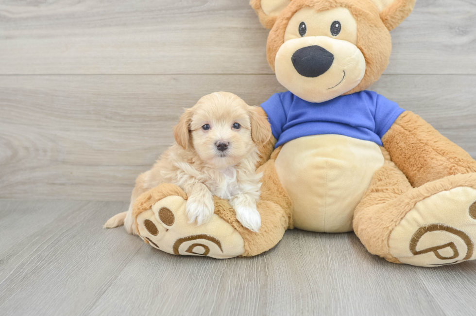 6 week old Maltipoo Puppy For Sale - Florida Fur Babies