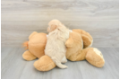 Funny Maltipoo Poodle Mix Pup