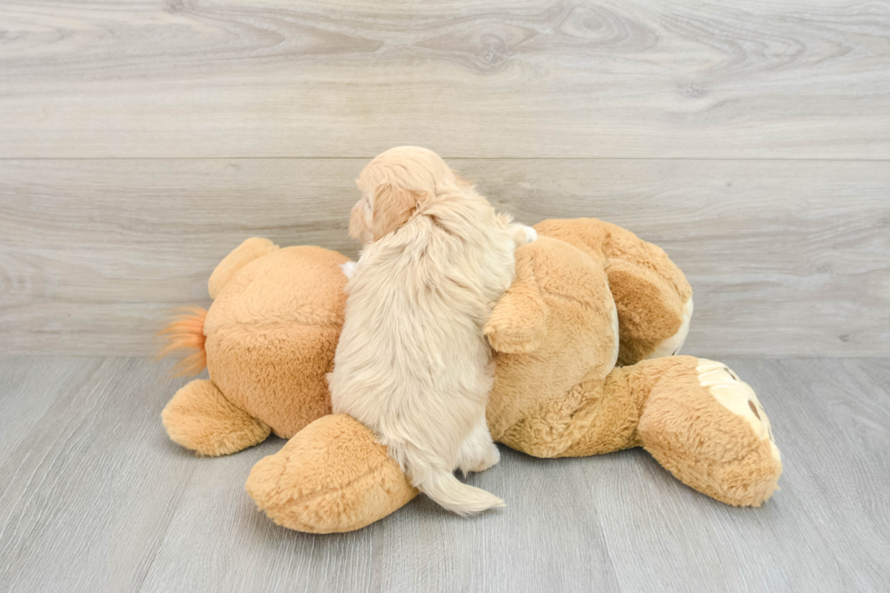 Funny Maltipoo Poodle Mix Pup