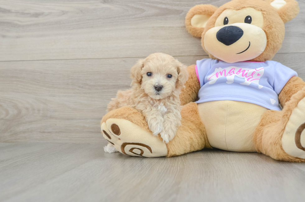 5 week old Maltipoo Puppy For Sale - Florida Fur Babies