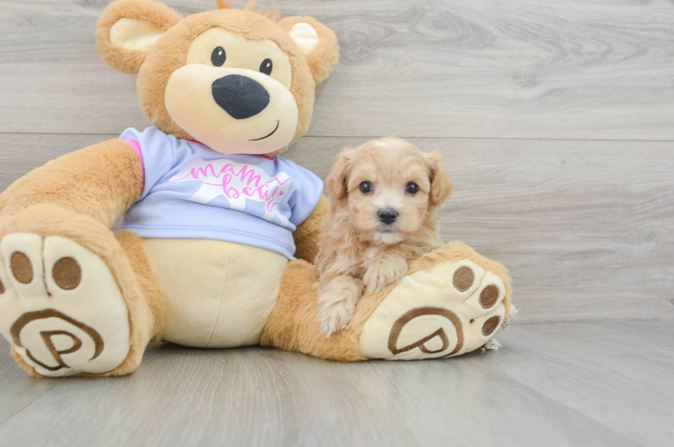 5 week old Maltipoo Puppy For Sale - Florida Fur Babies