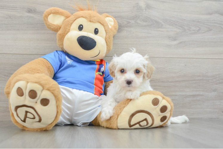 Maltipoo Puppy for Adoption