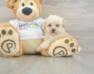 9 week old Maltipoo Puppy For Sale - Florida Fur Babies