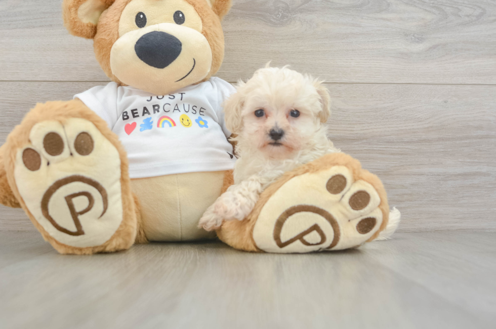 6 week old Maltipoo Puppy For Sale - Florida Fur Babies