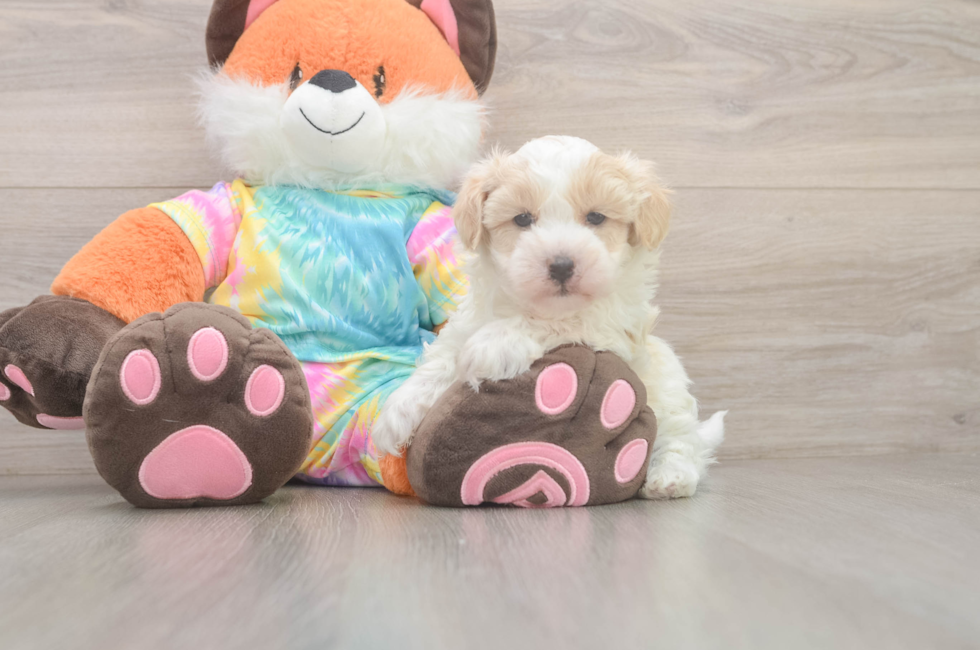 5 week old Maltipoo Puppy For Sale - Florida Fur Babies