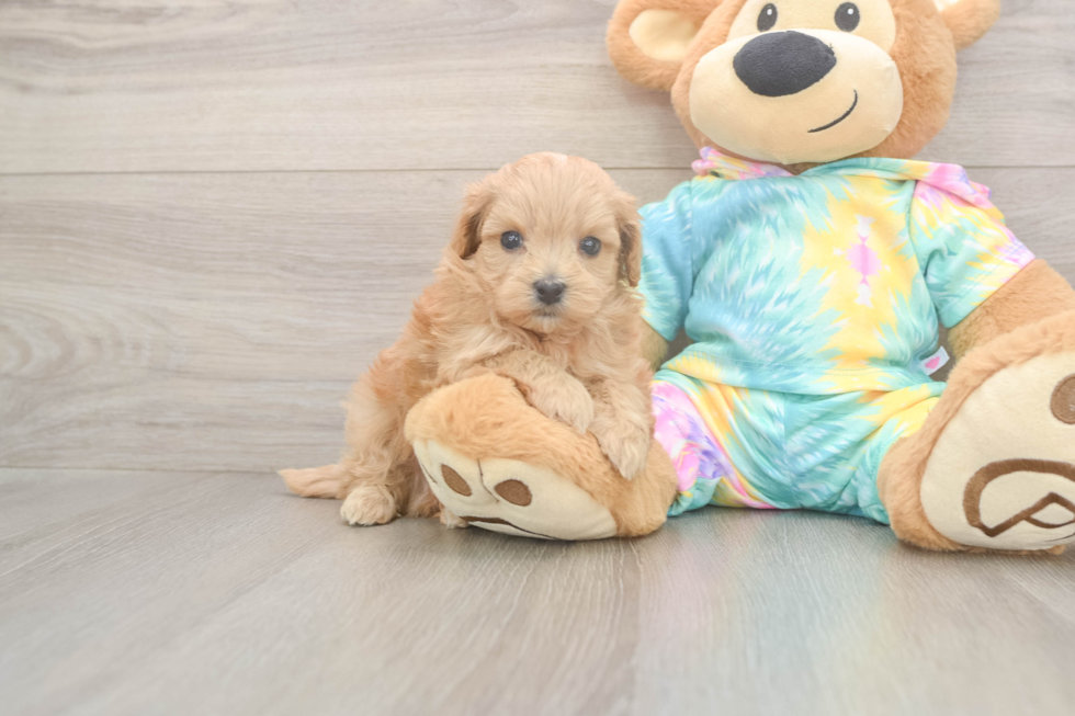 Meet Peyton - our Maltipoo Puppy Photo  2/3 - Florida Fur Babies Maltipoo Pup Being Cute