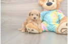 Meet Peyton - our Maltipoo Puppy Photo  2/3 - Florida Fur Babies Maltipoo Pup Being Cute
