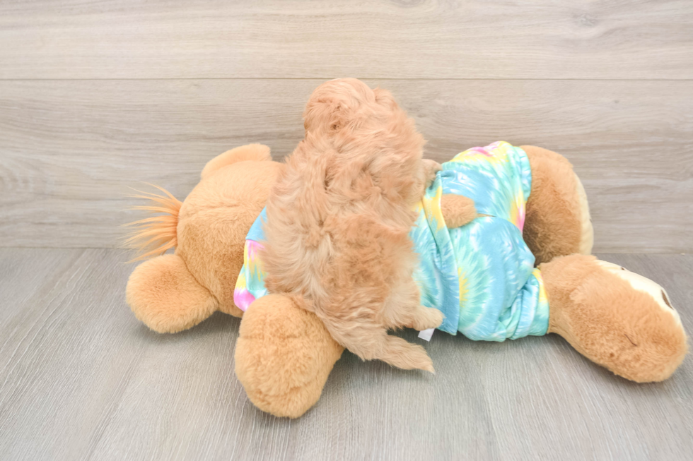 Meet Peyton - our Maltipoo Puppy Photo  3/3 - Florida Fur Babies Maltipoo Puppy for Adoption