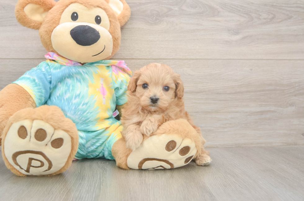 5 week old Maltipoo Puppy For Sale - Florida Fur Babies