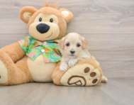 8 week old Maltipoo Puppy For Sale - Florida Fur Babies