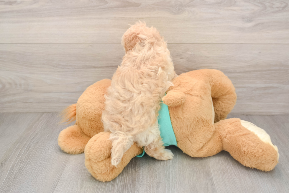 Best Maltipoo Baby