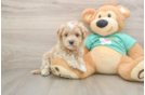Hypoallergenic Moodle Poodle Mix Puppy