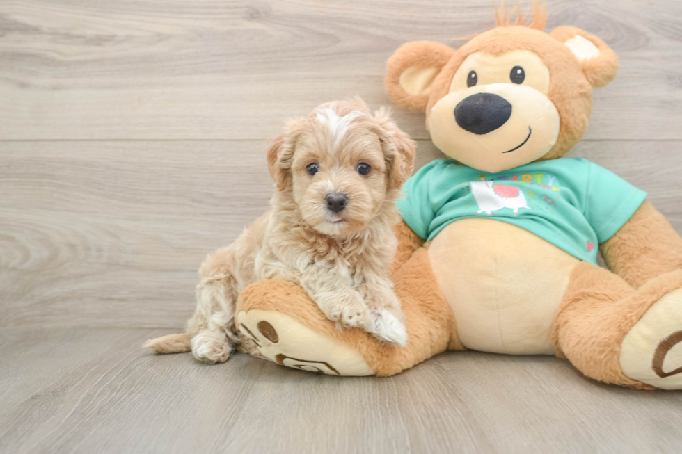 Hypoallergenic Moodle Poodle Mix Puppy