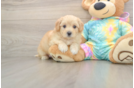 Maltipoo Puppy for Adoption
