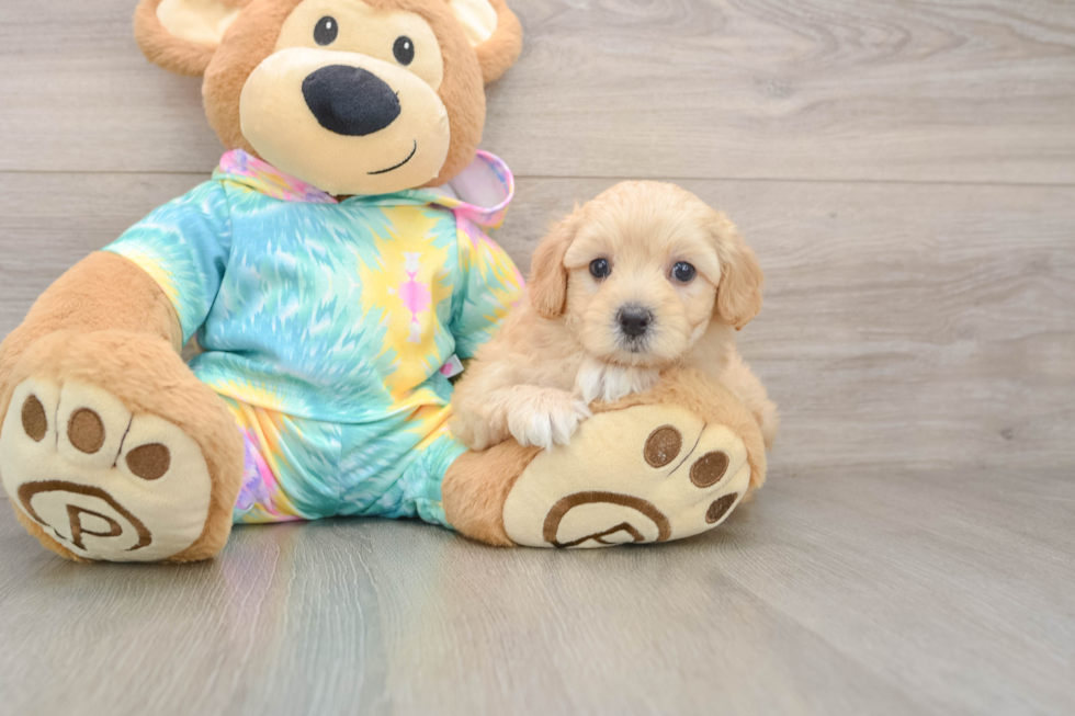 Fluffy Maltipoo Poodle Mix Pup