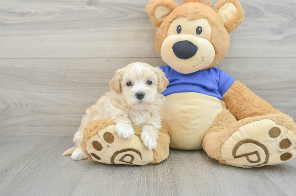 6 week old Maltipoo Puppy For Sale - Florida Fur Babies