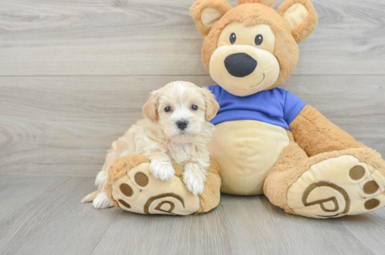 Funny Maltipoo Poodle Mix Pup