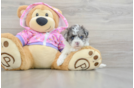 Best Maltipoo Baby