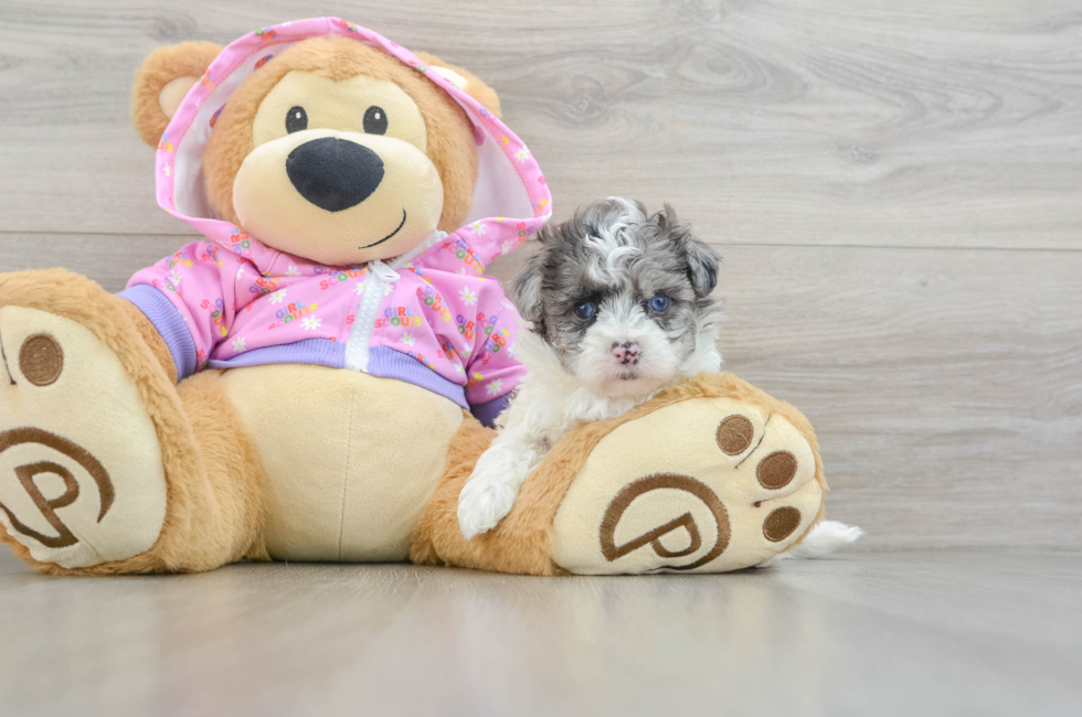 6 week old Maltipoo Puppy For Sale - Florida Fur Babies