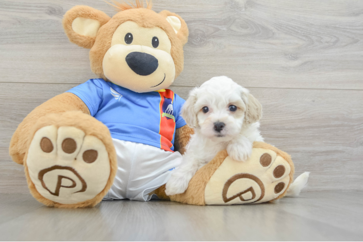 Maltipoo Pup Being Cute