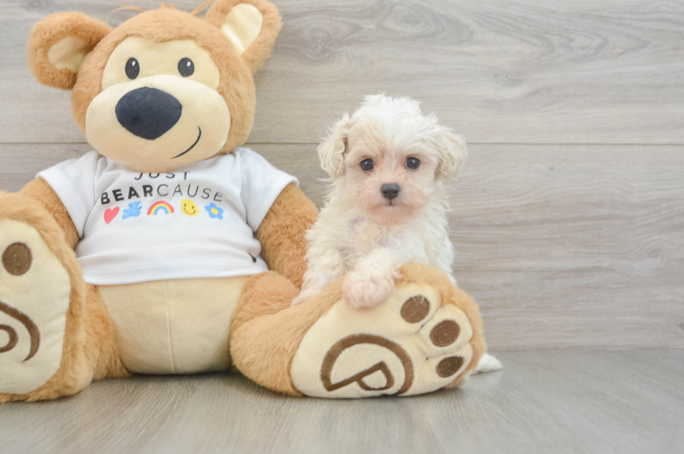 6 week old Maltipoo Puppy For Sale - Florida Fur Babies