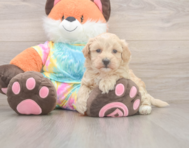 8 week old Maltipoo Puppy For Sale - Florida Fur Babies