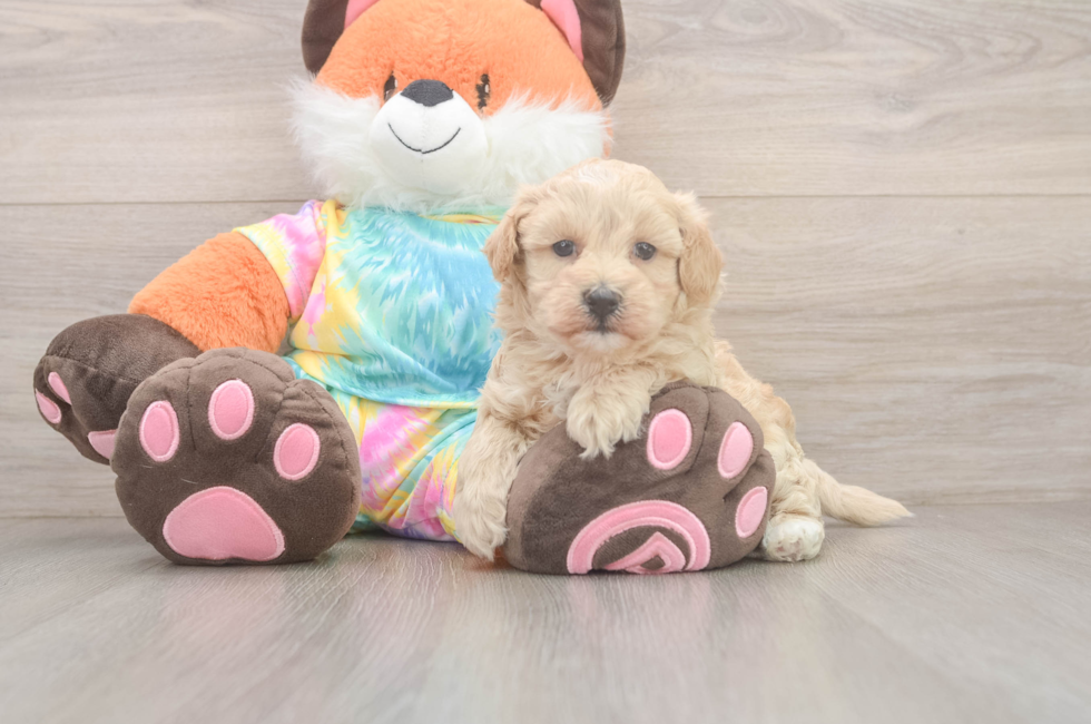 5 week old Maltipoo Puppy For Sale - Florida Fur Babies
