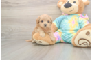 Meet Pikachu - our Maltipoo Puppy Photo  2/3 - Florida Fur Babies Best Maltipoo Baby