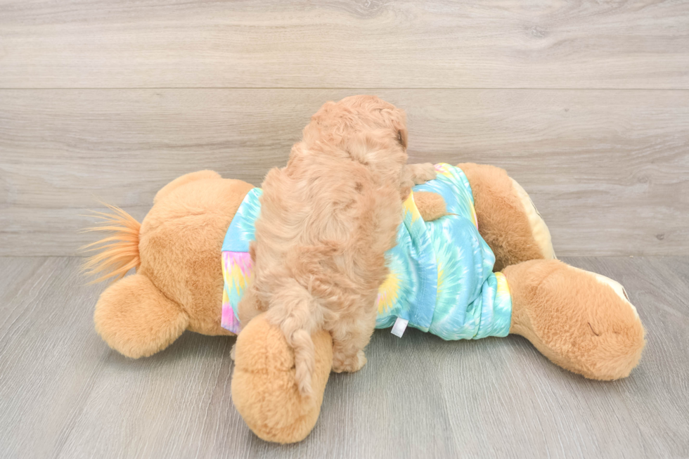 Meet Pikachu - our Maltipoo Puppy Photo  3/3 - Florida Fur Babies Best Maltipoo Baby