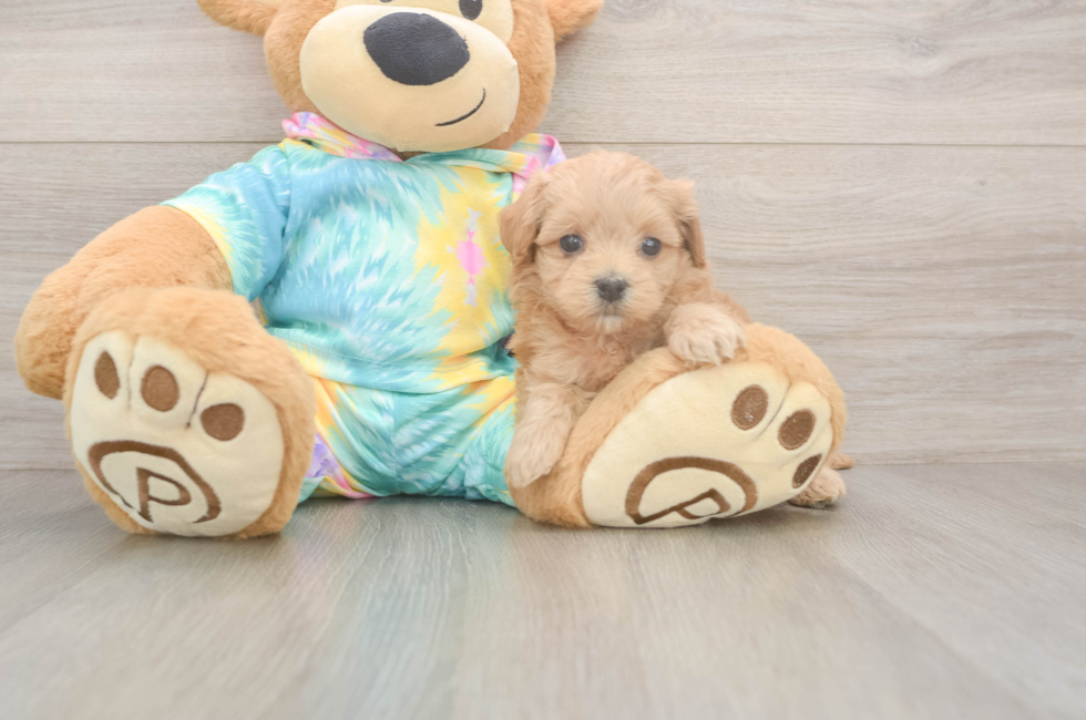 5 week old Maltipoo Puppy For Sale - Florida Fur Babies