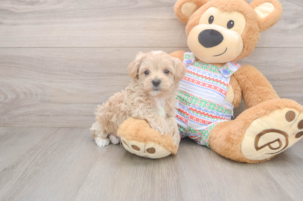 5 week old Maltipoo Puppy For Sale - Florida Fur Babies