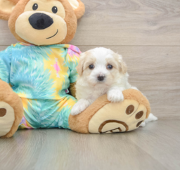 7 week old Maltipoo Puppy For Sale - Florida Fur Babies